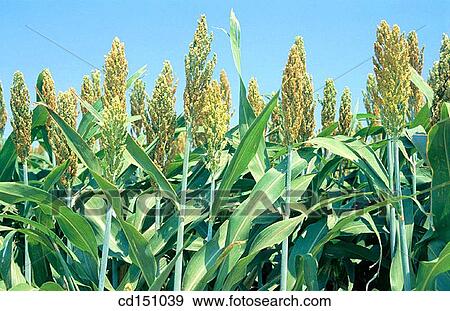 Sorghum View Large Photo Image Stock Photo - Sorghum. Fotosearch