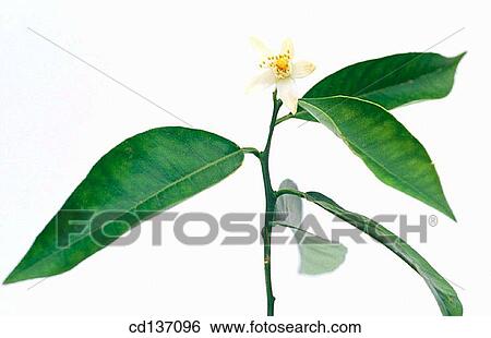 Sour Orange Tree (Citrus aurantium) View Large Photo Image Stock Photograph - Sour Orange Tree (Citrus aurantium). Fotosearch