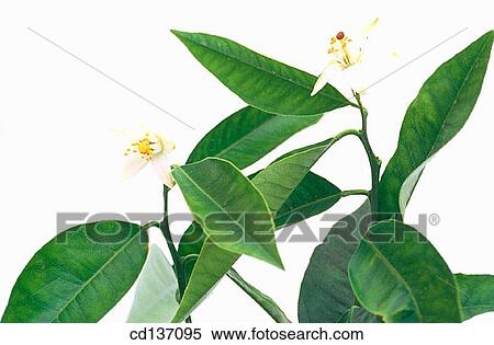 Stock Photography - Sour Orange Tree (Citrus aurantium). Fotosearch