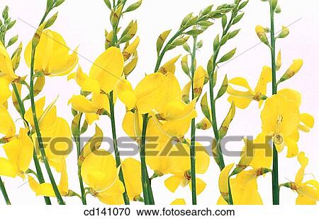 Spanish Broom (Spartium junceum) View Large Photo Image Stock Image - Spanish Broom (Spartium junceum). Fotosearch