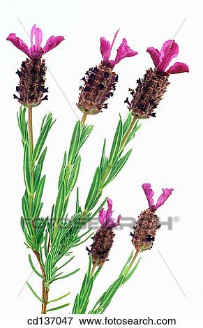 Spanish Lavender (Lavandula stoechas) View Large Photo Image Stock Photo - Spanish Lavender (Lavandula stoechas). Fotosearch