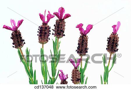 Spanish Lavender (Lavandula stoechas) View Large Photo Image Stock Photo - Spanish Lavender (Lavandula stoechas). Fotosearch