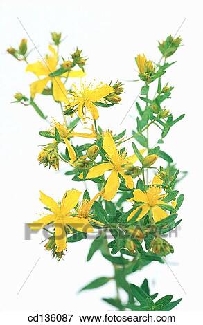 St. John's Wort (Hype rforatum) View Large Photo Image Stock Photo - St. John's Wort (Hype rforatum). Fotosearch