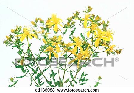 St. John's Wort (Hype rforatum) View Large Photo Image Stock Photo - St. John's Wort (Hype rforatum). Fotosearch