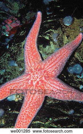 Starfish View Large Photo Image Stock Photography - Starfish. Fotosearch