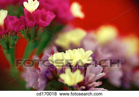 Stock Photo - Statice sinuata. Fotosearch