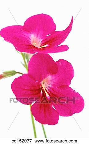 Streptocarpus sp. View Large Photo Image Stock Photo - Streptocarpus sp.. Fotosearch
