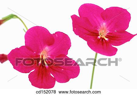 Streptocarpus sp. View Large Photo Image Stock Photo - Streptocarpus sp.. Fotosearch