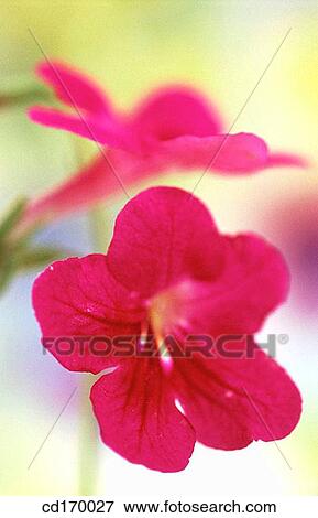 Stock Photo - Streptocarpus sp.. Fotosearch