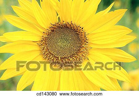 Sunflower View Large Photo Image Stock Image - Sunflower. Fotosearch