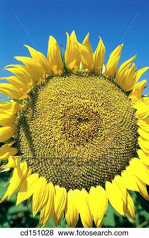 Sunflower View Large Photo Image Stock Photo - Sunflower. Fotosearch