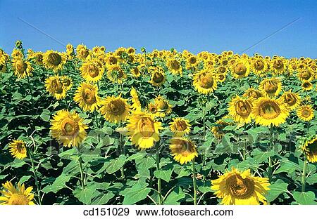 Sunflowers View Large Photo Image Stock Photo - Sunflowers. Fotosearch
