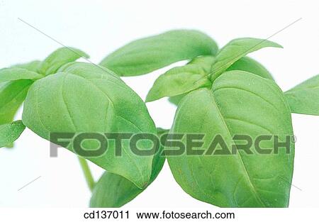 Sweet Basil (Ocimum basilicum) View Large Photo Image Stock Image - Sweet Basil (Ocimum basilicum). Fotosearch