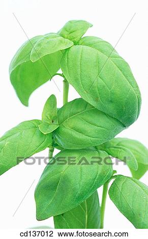 Sweet Basil (Ocimum basilicum) View Large Photo Image Stock Image - Sweet Basil (Ocimum basilicum). Fotosearch