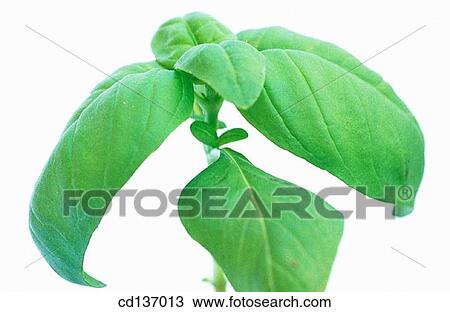 Sweet Basil (Ocimum basilicum) View Large Photo Image Stock Image - Sweet Basil (Ocimum basilicum). Fotosearch