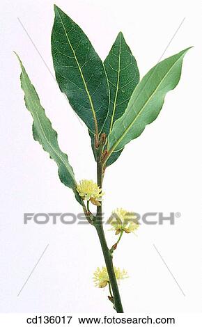 Sweet Bay (Laurus nobilis) View Large Photo Image Stock Photo - Sweet Bay (Laurus nobilis). Fotosearch