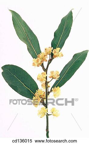 Sweet Bay (Laurus nobilis) View Large Photo Image Stock Photography - Sweet Bay (Laurus nobilis). Fotosearch