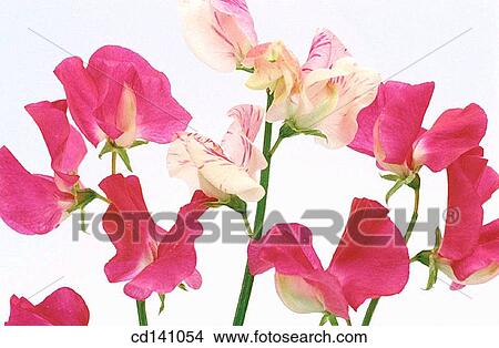Sweet Peas (Lathyrus odoratus) View Large Photo Image Picture - Sweet Peas (Lathyrus odoratus). Fotosearch