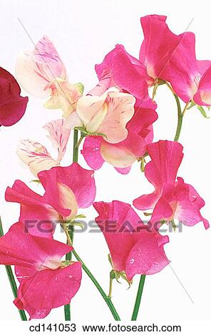 Sweet Peas (Lathyrus odoratus) View Large Photo Image Stock Image - Sweet Peas (Lathyrus odoratus). Fotosearch