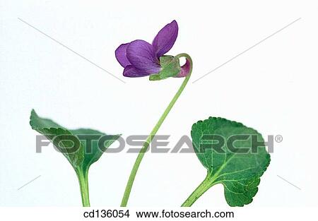 Sweet Violet (Viola odorata) View Large Photo Image Picture - Sweet Violet (Viola odorata). Fotosearch