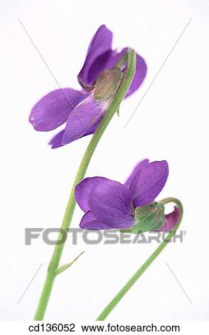 Sweet Violet (Viola odorata) View Large Photo Image Stock Image - Sweet Violet (Viola odorata). Fotosearch
