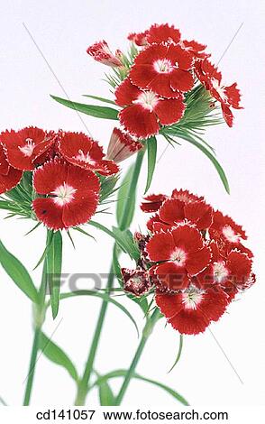 Sweet William (Dianthus barbatus) View Large Photo Image Stock Photo - Sweet William (Dianthus barbatus). Fotosearch