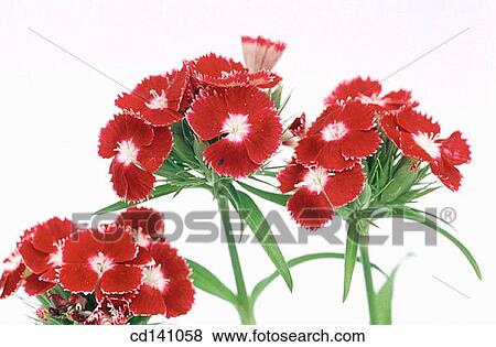Sweet William (Dianthus barbatus) View Large Photo Image Stock Photo - Sweet William (Dianthus barbatus). Fotosearch
