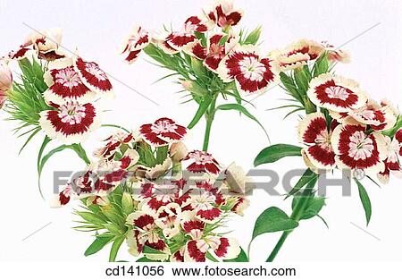 Sweet William (Dianthus barbatus) View Large Photo Image Stock Photograph - Sweet William (Dianthus barbatus). Fotosearch