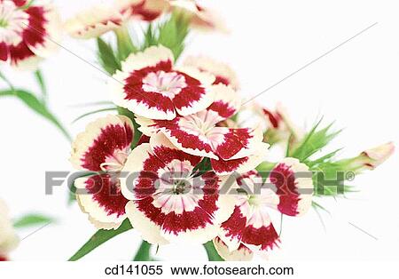 Sweet William (Dianthus barbatus) View Large Photo Image Stock Photography - Sweet William (Dianthus barbatus). Fotosearch