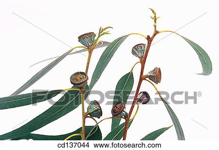 Tasmanian Blue Gum, Eucalyptus (Eucalyptus globulus) View Large Photo Image Picture - Tasmanian Blue Gum, Eucalyptus (Eucalyptus globulus). Fotosearch