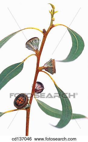 Tasmanian Blue Gum, Eucalyptus (Eucalyptus globulus) View Large Photo Image Stock Photograph - Tasmanian Blue Gum, Eucalyptus (Eucalyptus globulus). Fotosearch