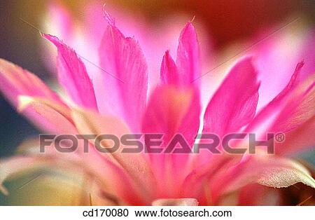 Thelocactus bicolor View Large Photo Image Stock Image - Thelocactus bicolor. Fotosearch
