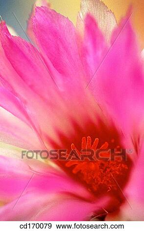 Thelocactus bicolor View Large Photo Image Stock Photo - Thelocactus bicolor. Fotosearch
