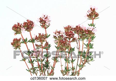 Thyme (Thymus vulgaris) View Large Photo Image Stock Photo - Thyme (Thymus vulgaris). Fotosearch
