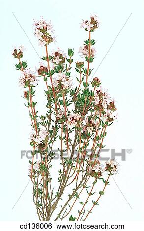 Thyme (Thymus vulgaris) View Large Photo Image Stock Photograph - Thyme (Thymus vulgaris). Fotosearch
