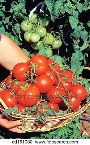 Tomato plants View Large Photo Image Stock Image - Tomato plants. Fotosearch