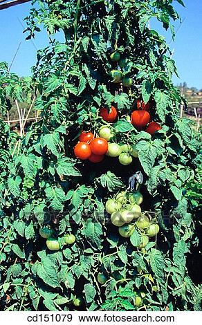 Tomato plants View Large Photo Image Stock Photo - Tomato plants. Fotosearch