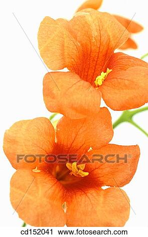 Stock Image - Trumpet creeper, Campsis radicans. Fotosearch