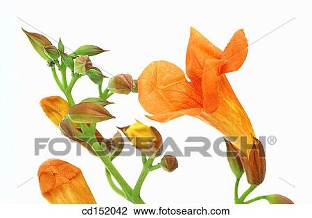 Stock Image - Trumpet creeper, Campsis radicans. Fotosearch