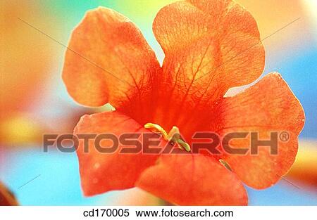 Trumpet creeper (Campsis radicans) View Large Photo Image Stock Photography - Trumpet creeper (Campsis radicans). Fotosearch