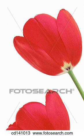 Tulips (Tulipa sp. ) View Large Photo Image Stock Image - Tulips (Tulipa sp. ). Fotosearch