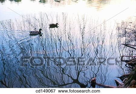 two ducks floating on a pond framed by silhouetted tree branches View Large Photo Image Stock Photo - two ducks floating on a pond framed by silhouetted tree branches. Fotosearch
