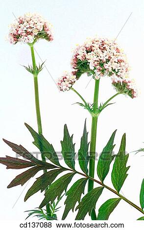 Valerian (Valeriana officinalis) View Large Photo Image Stock Photo - Valerian (Valeriana officinalis). Fotosearch