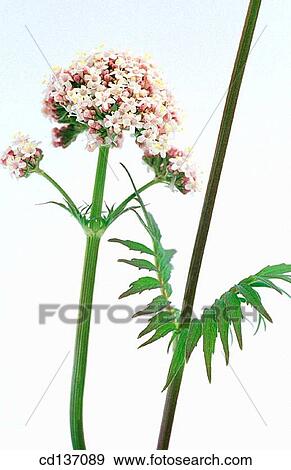 Valerian (Valeriana officinalis) View Large Photo Image Stock Photo - Valerian (Valeriana officinalis). Fotosearch
