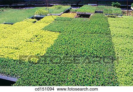 Vegetable nursery View Large Photo Image Picture - Vegetable nursery. Fotosearch