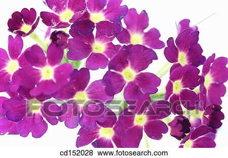 Vervain, Verbena hybr. View Large Photo Image Stock Photo - Vervain, Verbena hybr.. Fotosearch