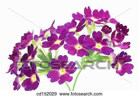 Vervain, Verbena hybr. View Large Photo Image Stock Photo - Vervain, Verbena hybr.. Fotosearch
