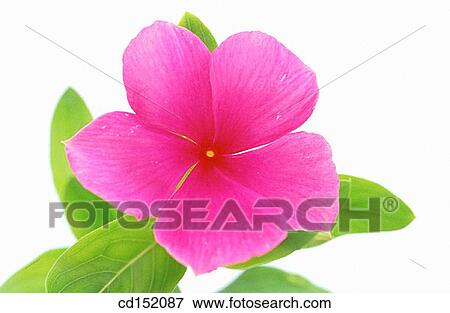 Vinca rosea View Large Photo Image Stock Photo - Vinca rosea. Fotosearch