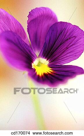 Violet (Viola cornuta) View Large Photo Image Picture - Violet (Viola cornuta). Fotosearch