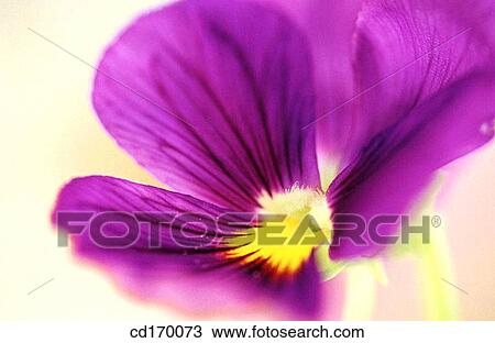 Stock Image - Violet (Viola cornuta). Fotosearch